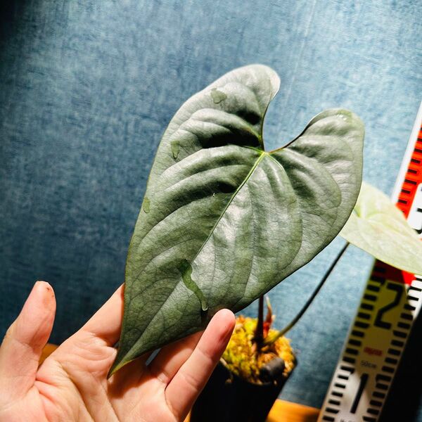 Anthurium sp. silver Peru
