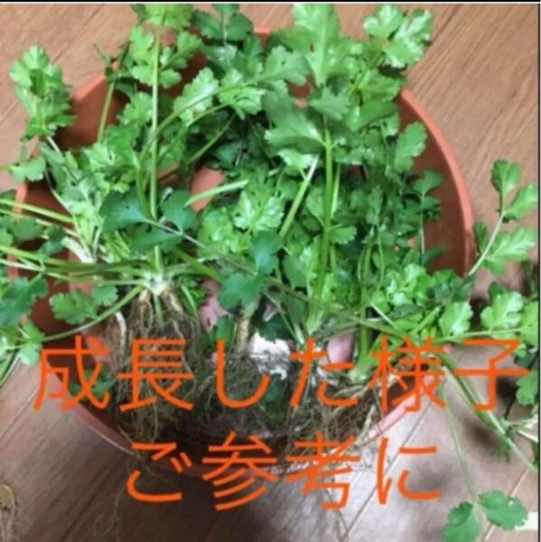 長年無農薬 パクチーの種 30粒 香菜 コリアンダー 野菜種
