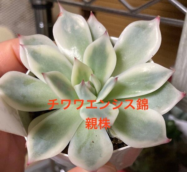 ② チワワエンシス錦 葉挿し苗 発根発芽済み 希少 多肉植物 エケベリア