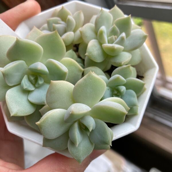 白牡丹苗 一鉢全部 多肉植物 エケベリア