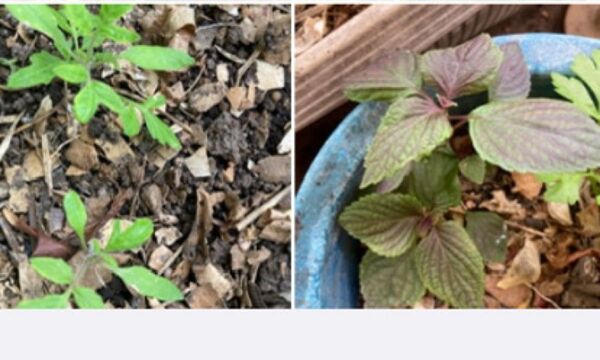 長年無農薬栽培 野菜苗セット トマト&赤紫蘇苗 各3苗
