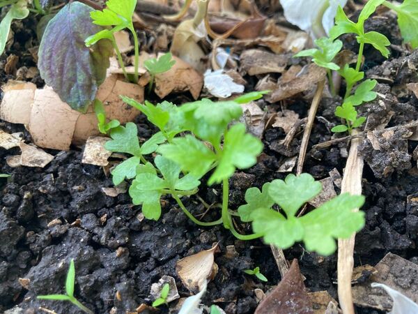 無農薬栽培野菜 セロリ小苗5本 芹菜 野菜