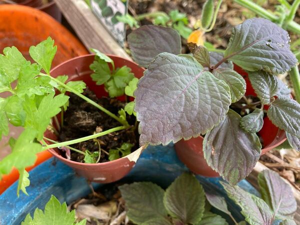 長年無農薬栽培 野菜苗セット セロリ&赤紫蘇 各3苗