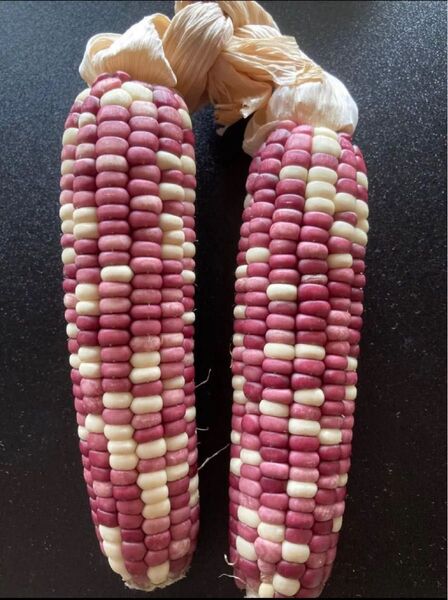 長年無農薬 とうもろこし種20粒 corn 玉米