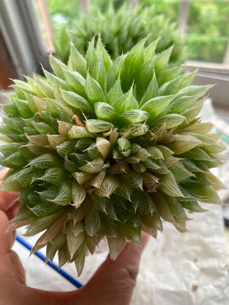 チャイナドレス 群生 一鉢全部抜き苗 多肉植物 ハオルチア