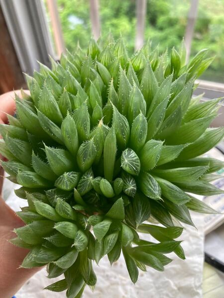群生 チャイナドレス ハオルチア 多肉植物 写真全部 日本苗 抜き苗