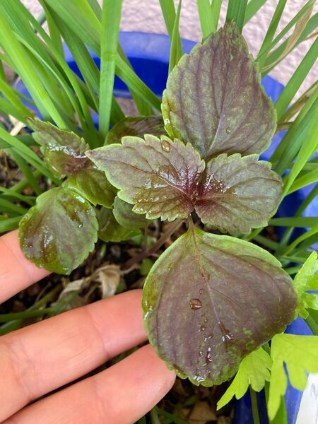 長年無農薬栽培野菜 赤紫蘇小苗 5本