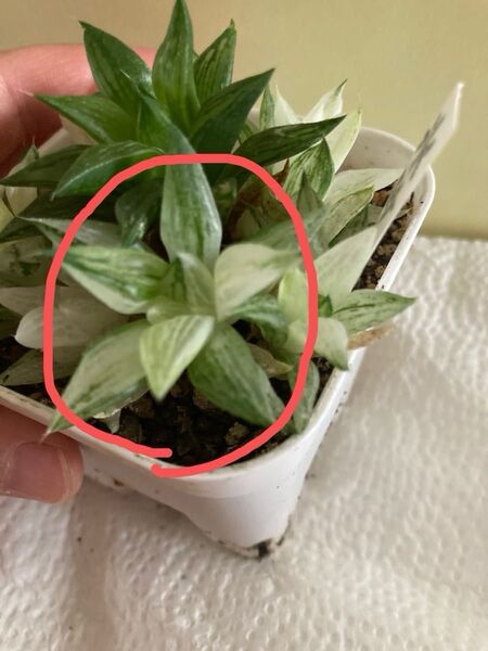 ②美斑旧氷砂糖錦 株分け苗 1苗 多肉植物 ハオルチア 抜苗