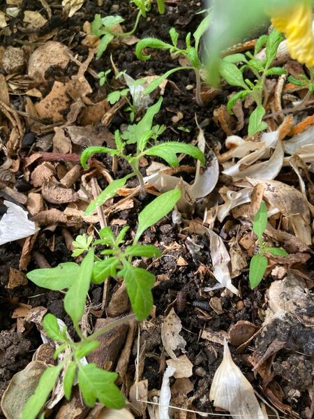 長年無農薬栽培 トマト苗 5本 西紅柿苗