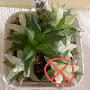 旧氷砂糖錦 群生 一鉢全部 ハオルチア 氷砂糖 多肉植物