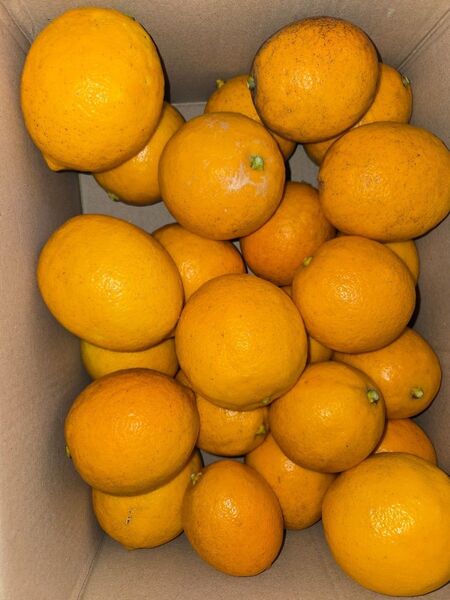 国産 無農薬 マイヤーレモン 10kg 送料無料