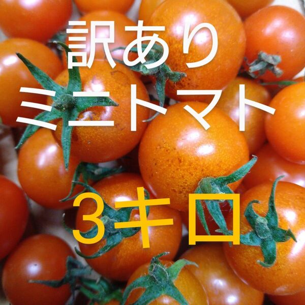 3キロ ミニトマト 訳あり 規格外品 農家直送