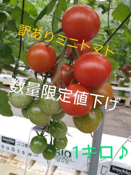 数量限定値下げ★1キロ 訳あり ミニトマト 産地直送 トマト