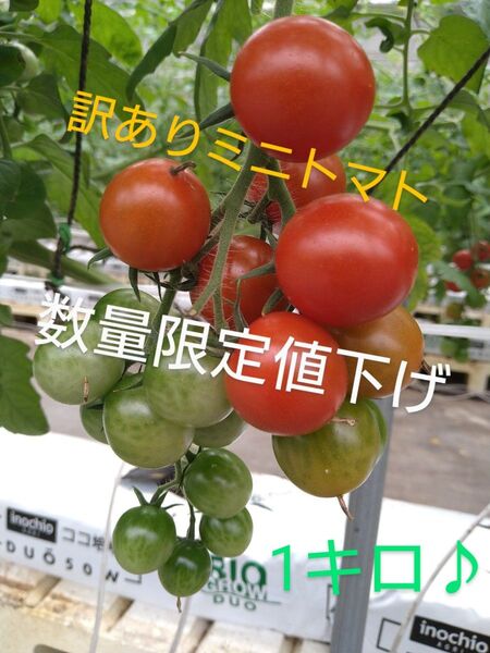 数量限定値下げ★ 1キロ! 訳あり ミニ トマト とまと 産地直送