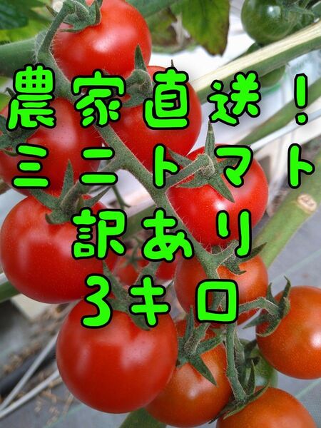 3キロ 訳あり ミニトマト 農家直送 規格外品