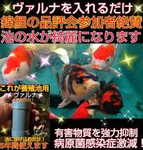 錦鯉の病気がなくなります【ヴァルナ池用】病原菌や感染症など有害物質を強力抑制！透明度が抜群に☆池に入れるだけで５００トン浄化します_画像6