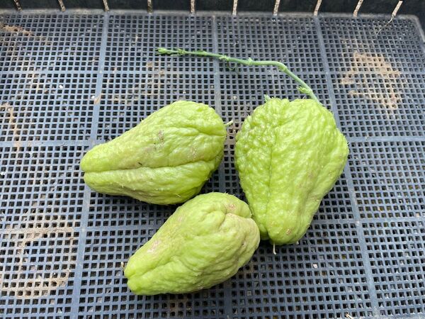 無農薬のハヤトウリ(千成瓜)の種芋苗