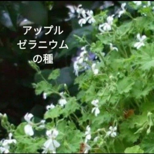 アップルゼラニウムの種