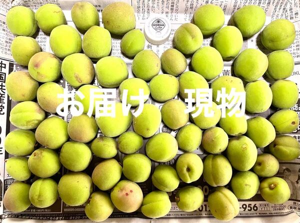 お早めに! 無農薬 青梅 ネコポス 箱込み1kg