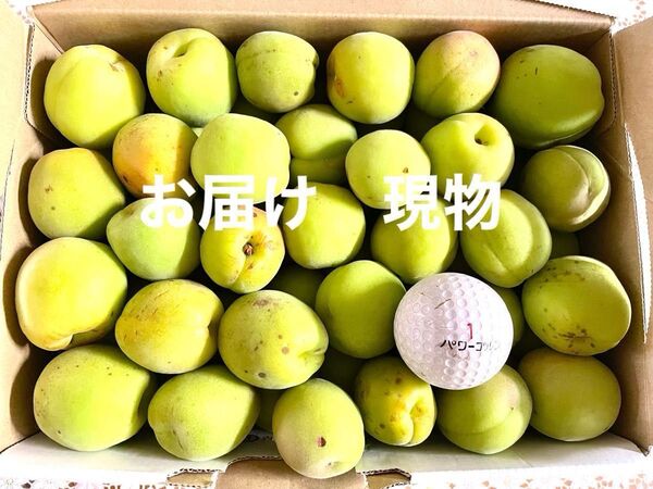 無農薬 青梅 ゆうパケットプラス (箱込み1.7kg)