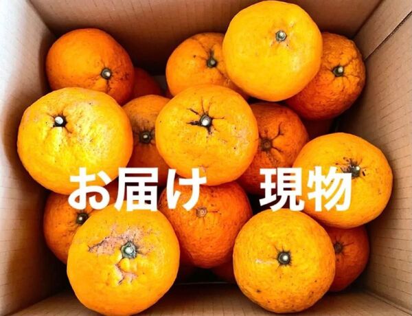 無農薬 紅甘夏20個 80サイズ