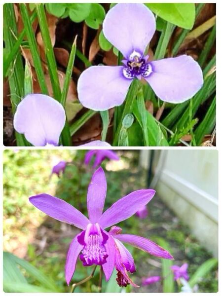 チリアヤメ30苗&紫蘭5芽(内班入り1芽) セット