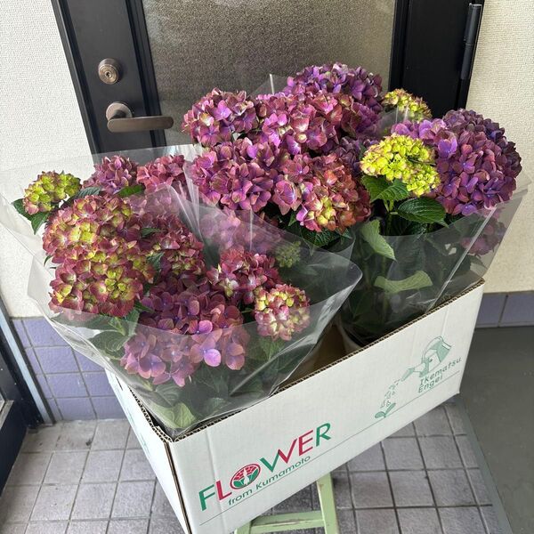 紫陽花 ハイドランジア マジカルチョコレート 5号