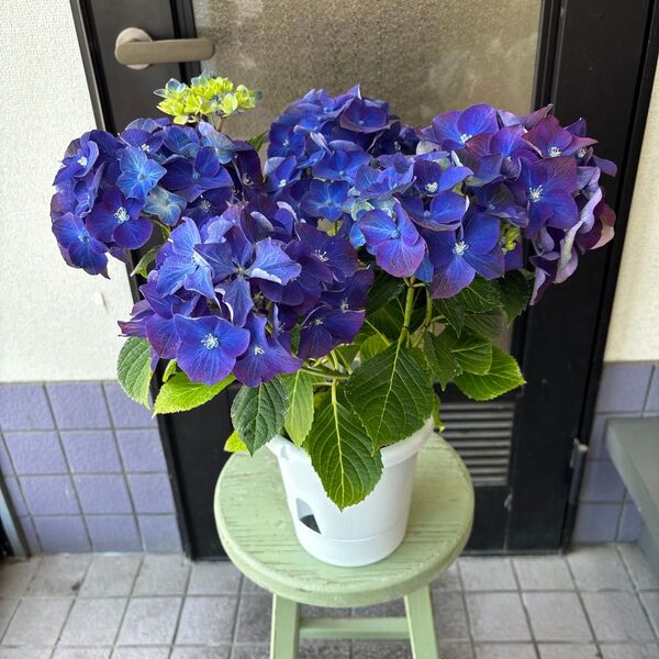 紫陽花 ハイドランジア ラグーン 5号 セレクト発送
