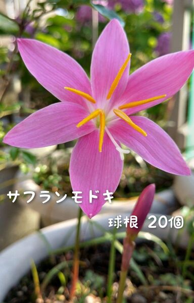 サフランモドキ 球根 20個
