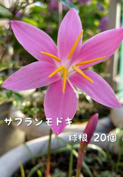 サフランモドキ 球根 20個
