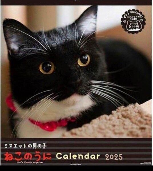 2025年 ミヌエットの男の子 ねこのうに 壁掛け カレンダー 猫