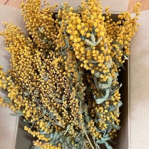 花材*ドライミモザ ドライフラワースワッグリースに〜ドライフラワースワッグ