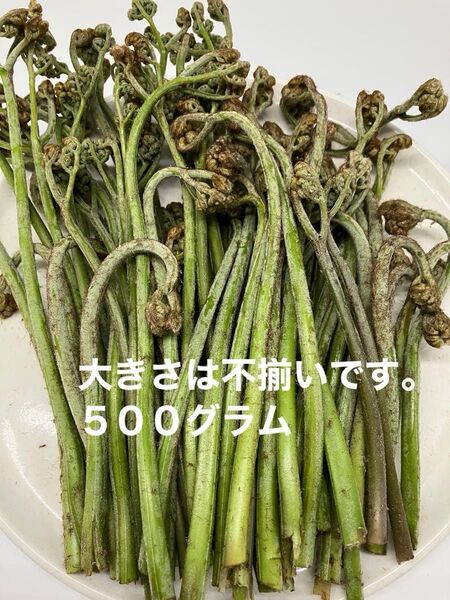 わらび 山菜 500グラム