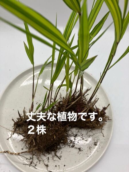フウチソウ 草花 山野草 グラス 2株