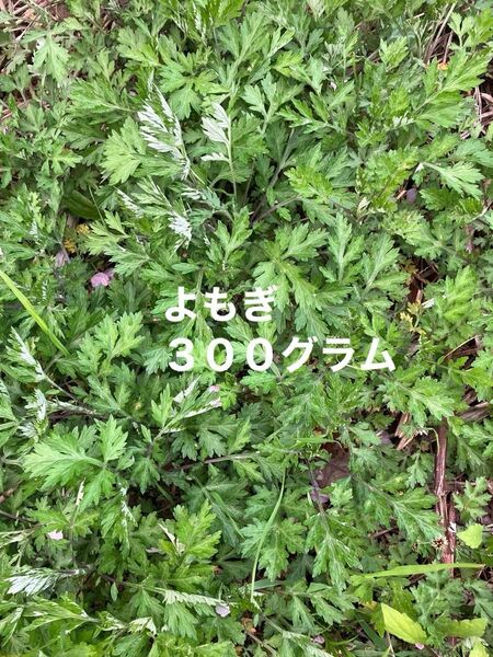 よもぎ ヨモギ 野草 天然物 300グラム