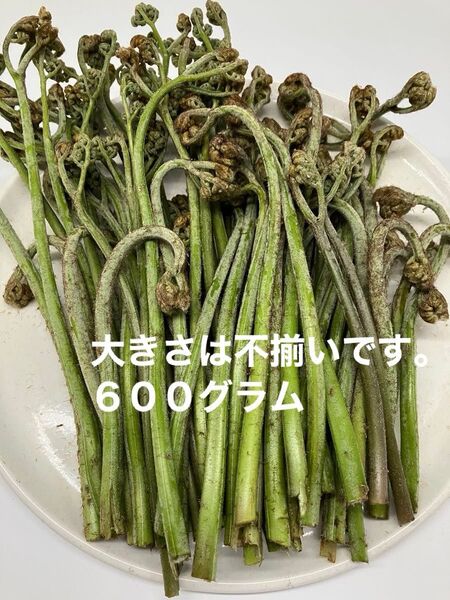 わらび 山菜 600グラム