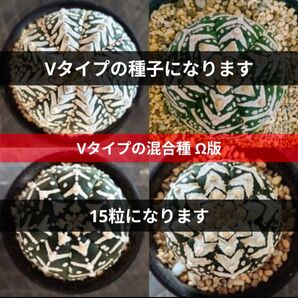 Ω15 スーパー兜 アストロフィツム Vタイプ 種子 15粒 Astrophytum asterias V-type 兜丸 個数割
