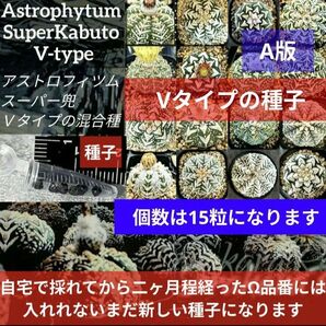 A15 スーパー兜 アストロフィツム Vタイプ 種子 15粒 Astrophytum asterias V-type 兜丸 多肉