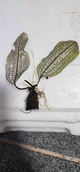 【お任せ!】レースプラント 球根 葉付き 1個 同等品