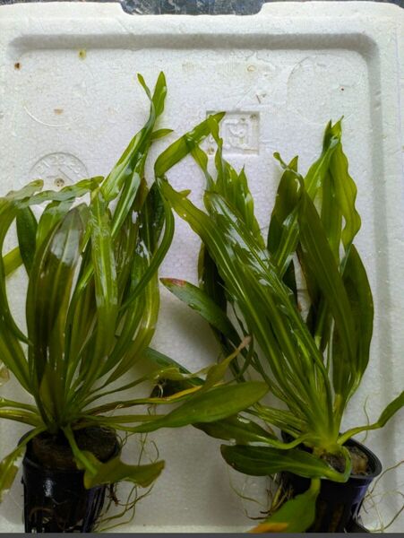 【Sサイズ】エキノドルス ウルグアイエンシス 水中葉 1POT