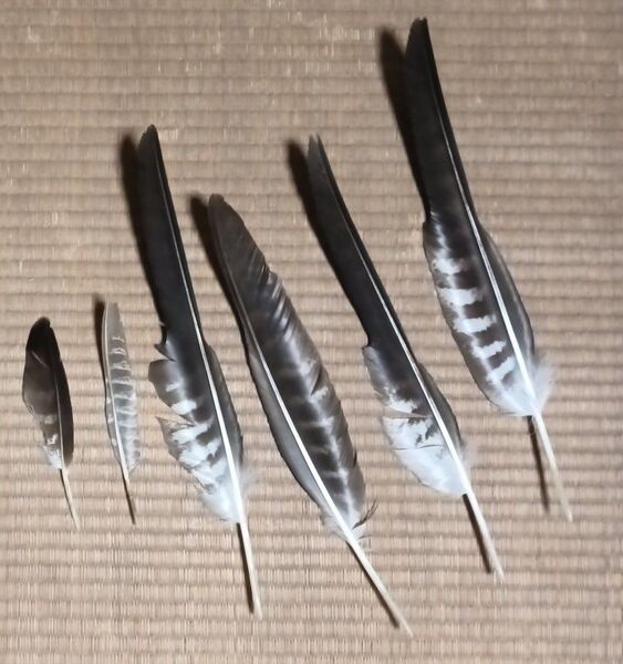 羽 天然 鷲 鷹 まとめ セット 工作 ハンドメイド 素材