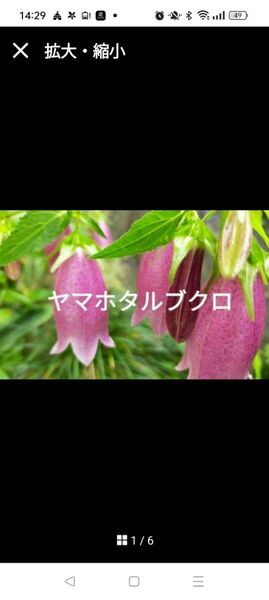 ヤマホタルブクロ 山野草 根付き小苗