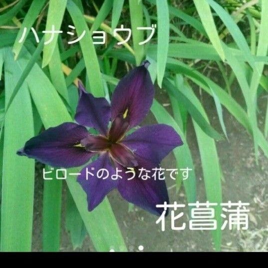 ハナショウブ 花菖蒲 小株2株