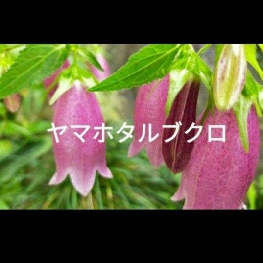 ヤマホタルブクロ 山野草 根付き小苗