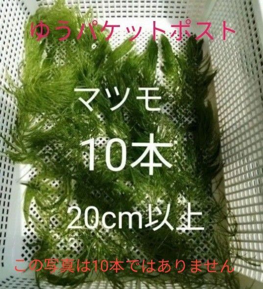 マツモ 水草 メダカ金魚藻 10本 水草マツモ