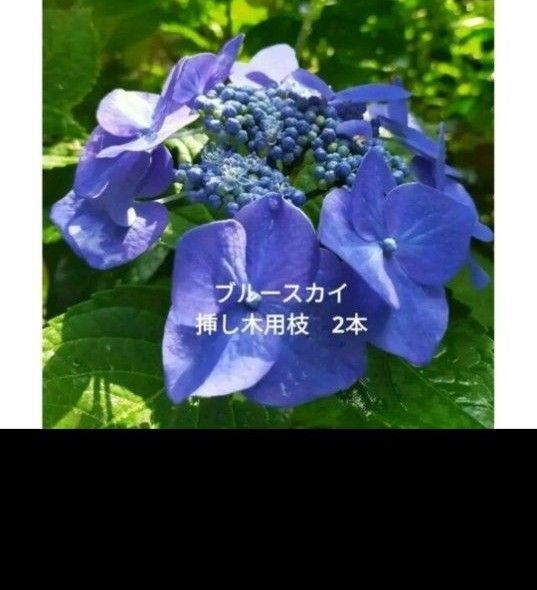紫陽花 ブルースカイ アジサイ あじさい