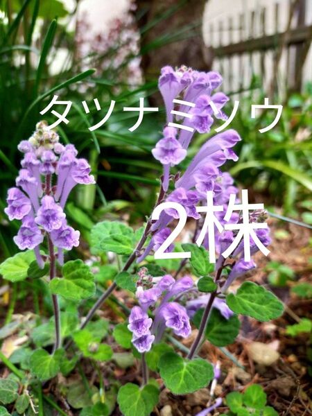 タツナミソウ 立浪草 山野草 抜き苗 2株
