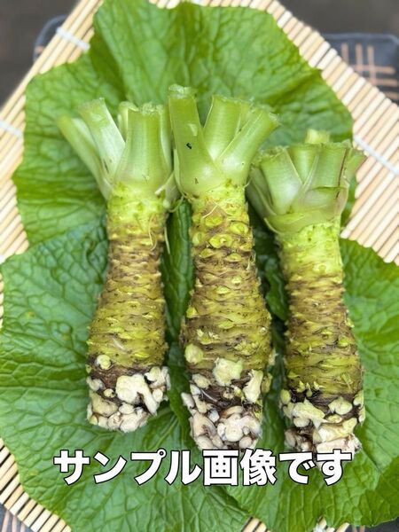 わさび 採れたて新鮮 那賀わさび 伏流水 100g前後1900円