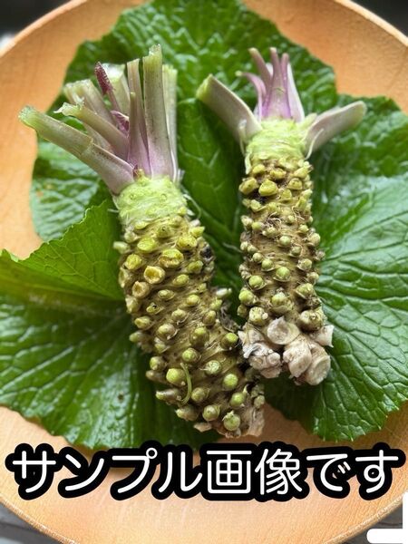 わさび 採れたて新鮮 那賀わさび 伏流水 100g前後1900円