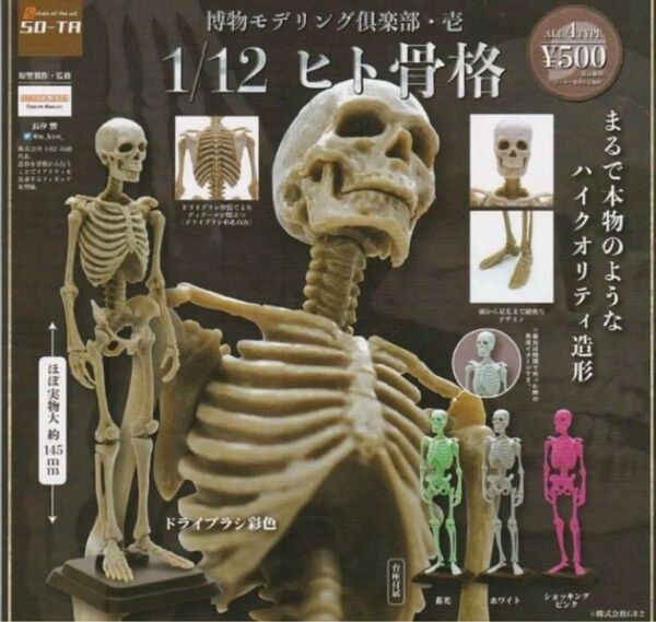 博物モデリング倶楽部・壱 1/12 ヒト骨格 全4種 カプセルトイ ガシャポン ガチャガチャ